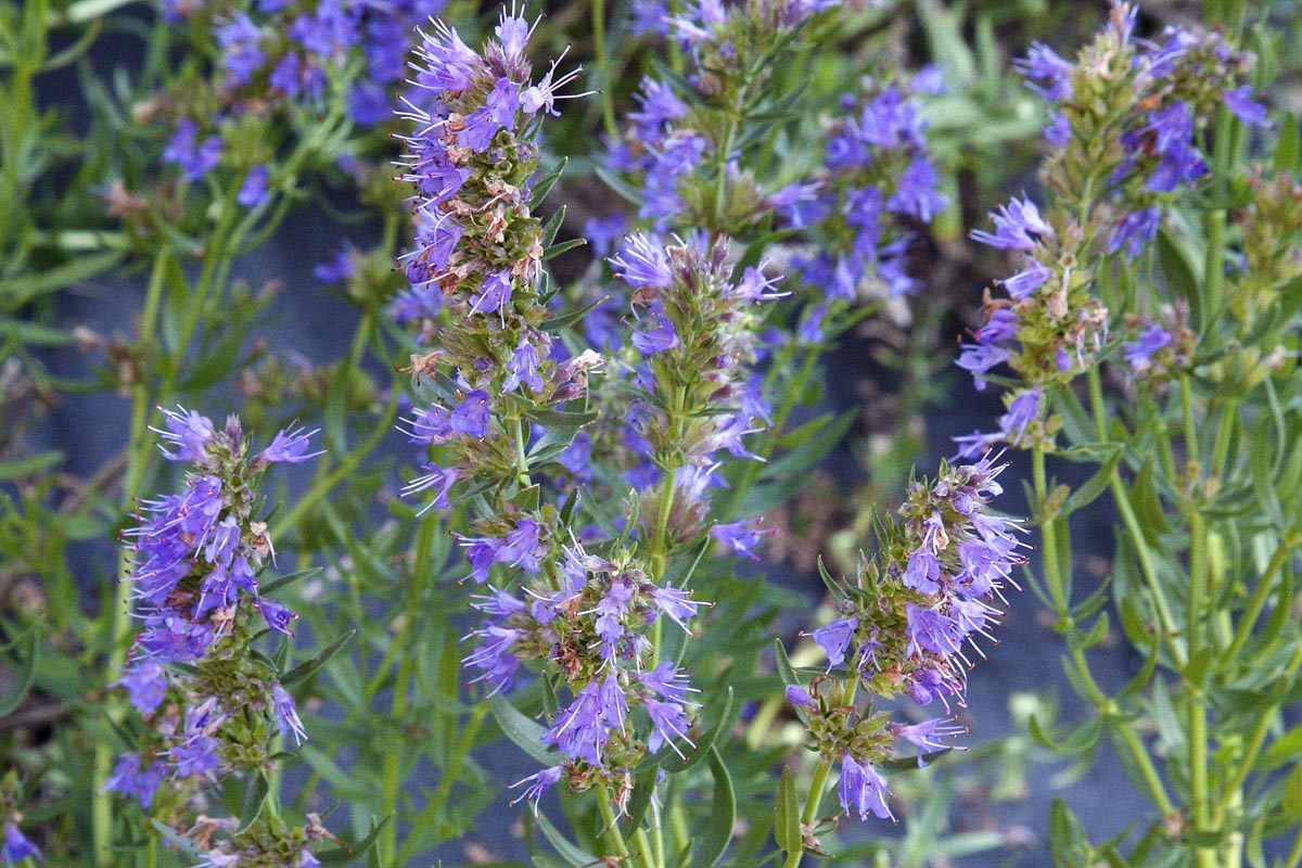 Hyssop Hyssopus officinalis