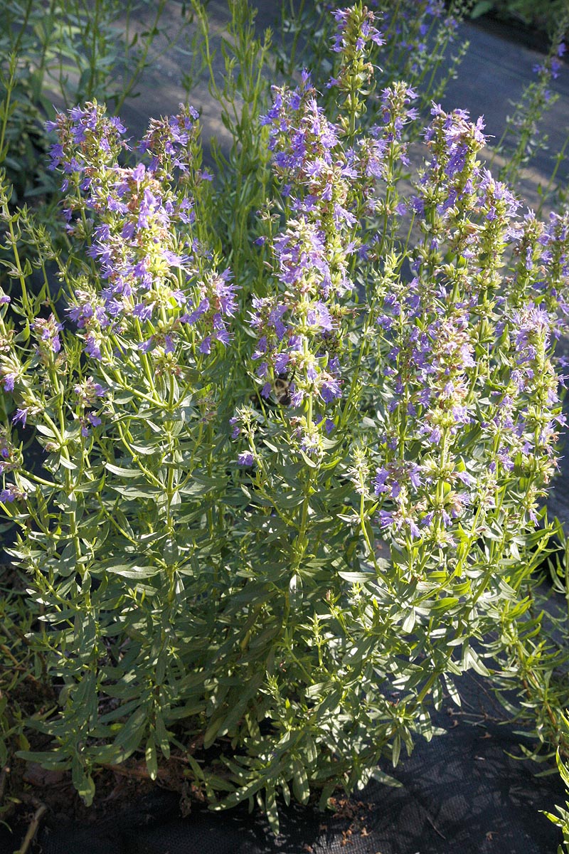 Hyssop plant