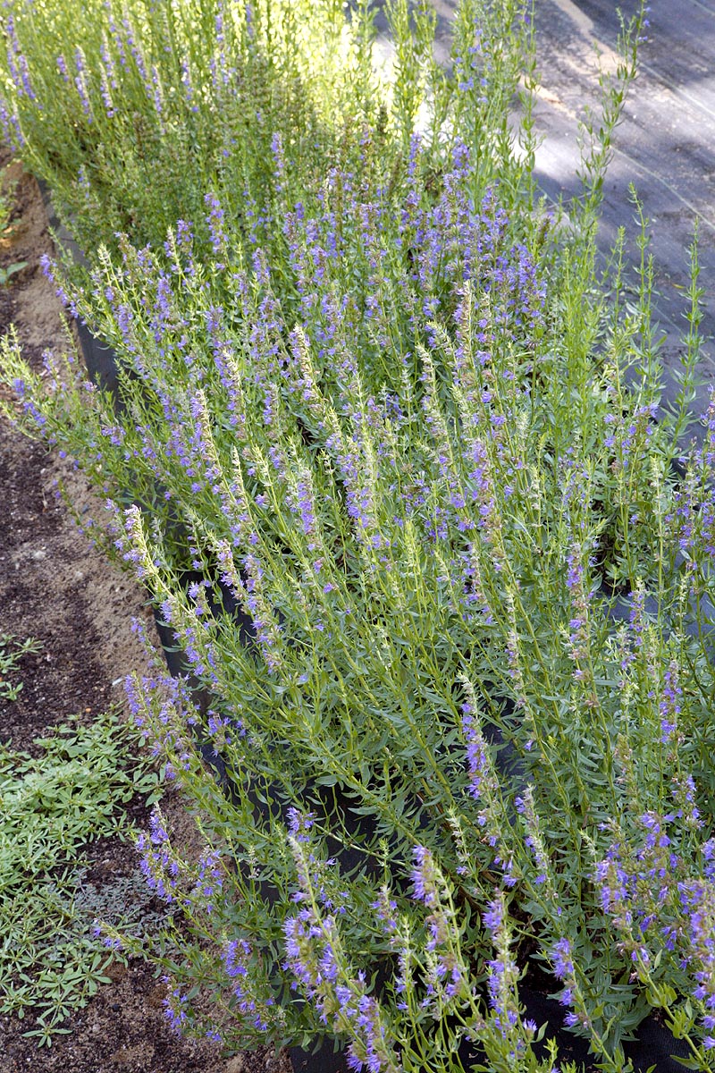 Hyssop plant field