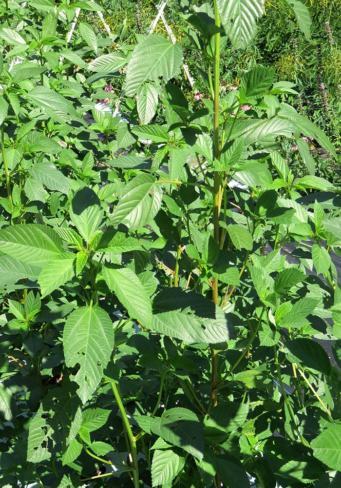 Jute plant in field