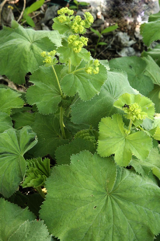 leaves and flowers