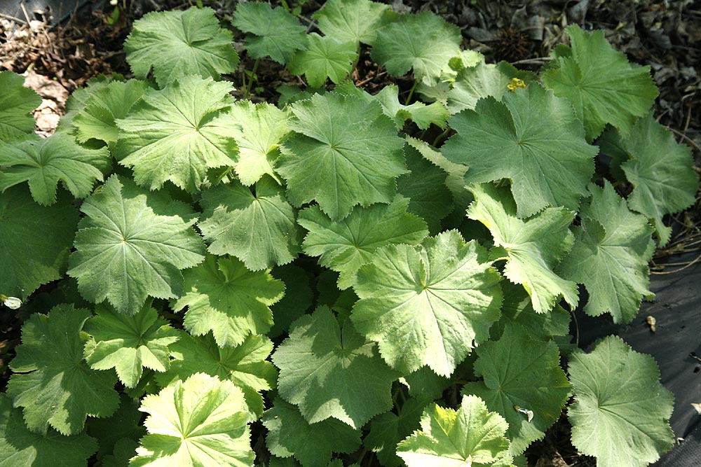 Leaves