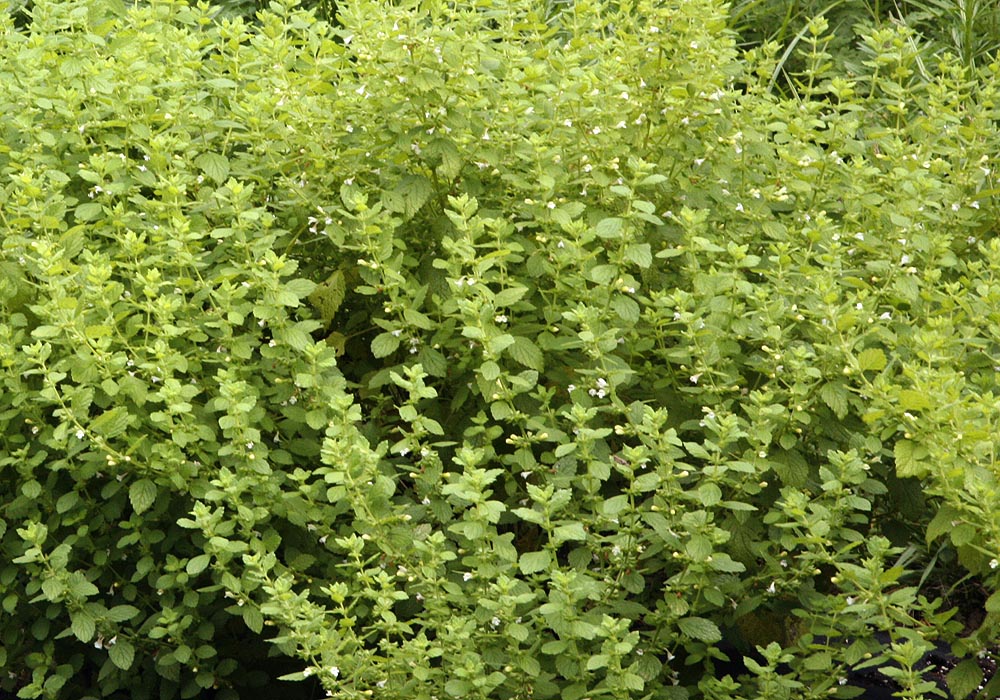 Plant in flower