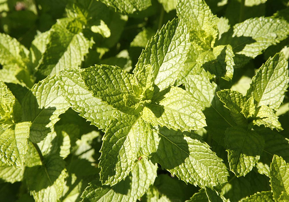 Leaf close