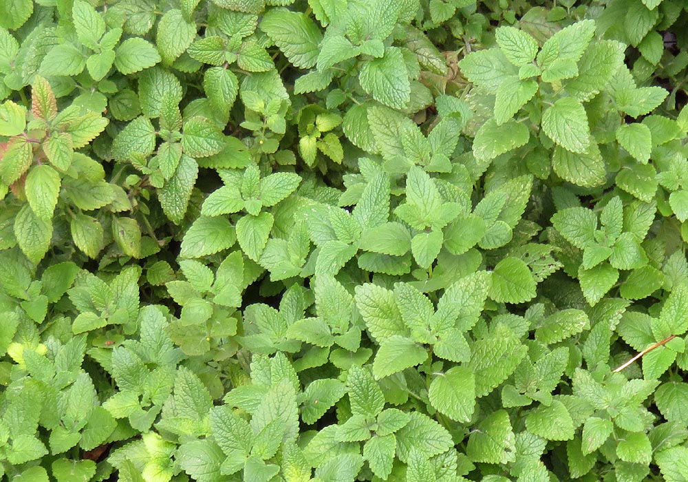 Lemon Balm Melissa officinalis