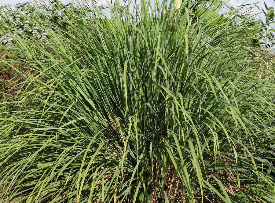 Lemon Grass clump