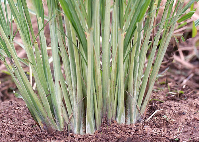 Lemon Grass Cymbopogon citratus