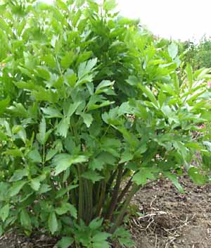 Levisticum officinale plant