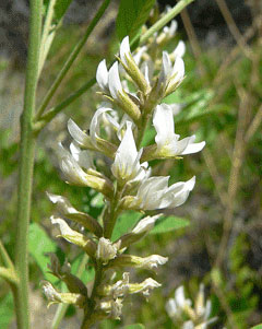 american licorice flower