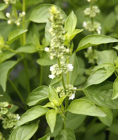Lime Basil Flowers