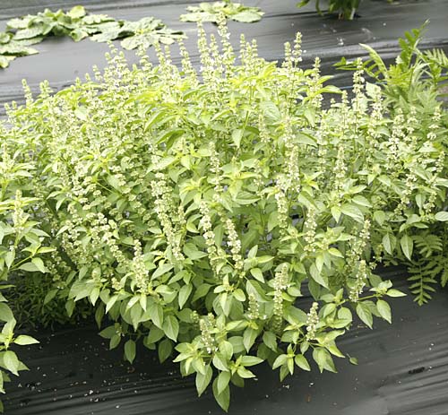 Basil, Lime Ocimum americanum 'Lime'.