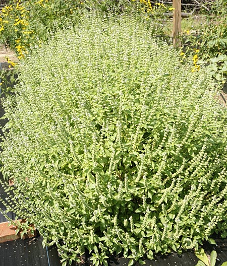 Lime Basil growing in our fields