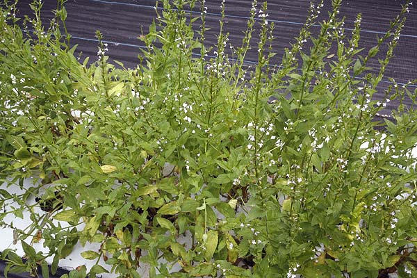 Indian Tobacco plant