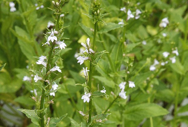 Indian Tobacco flowers close