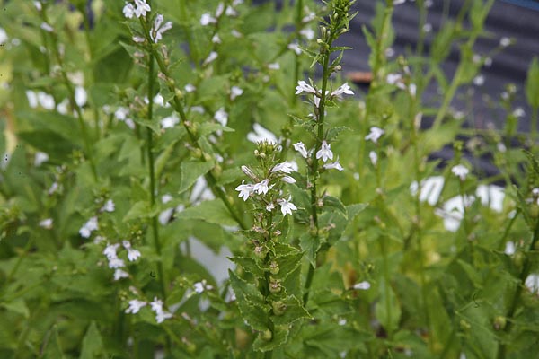 Indian Tobacco Lobelia inflata