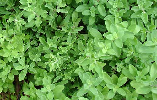 Marjoram leaves