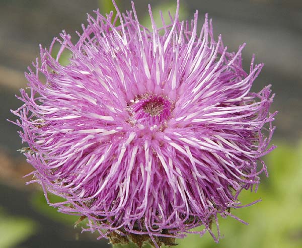 Maral root flower (Rhaponticum carthamoides)