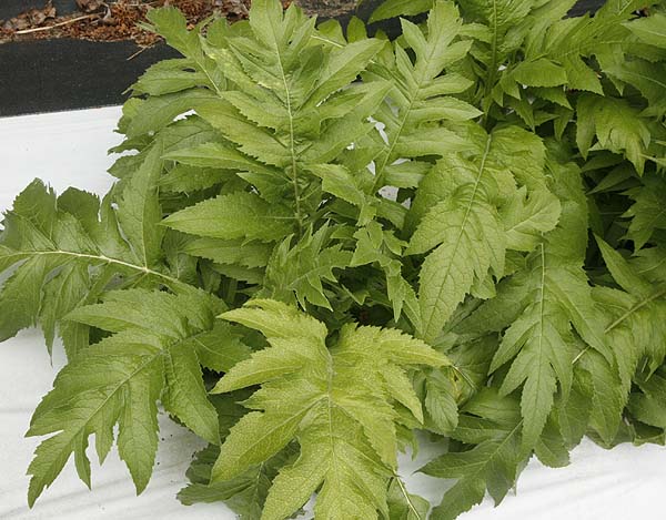 Maral root (Rhaponticum carthamoides) leaves