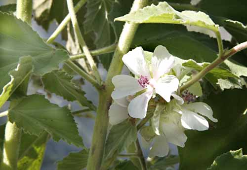 Marshmallow Althaea officinalis