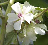 picture of Marshmallow <I>Althaea officinalis</I> 