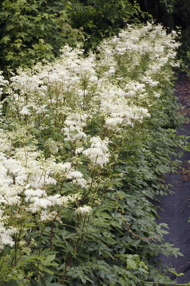 Filipendula ulmaria plants flowering row
