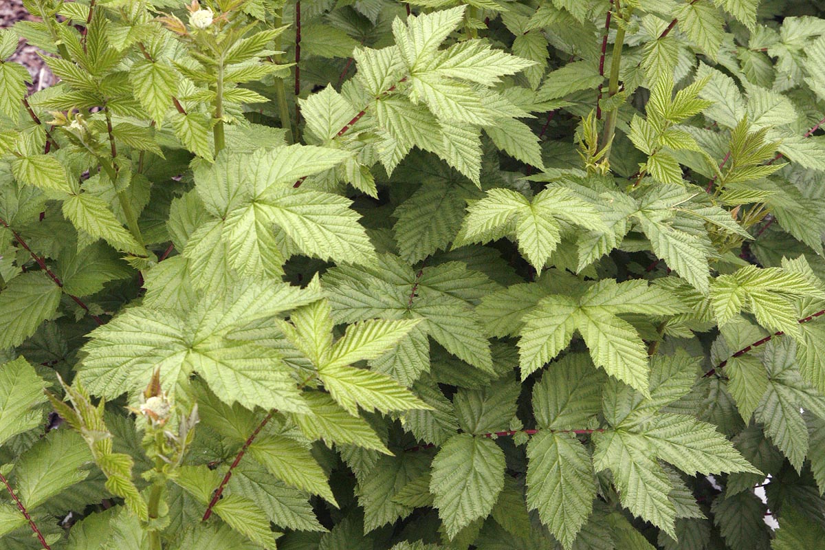 MeadowSweet leaves