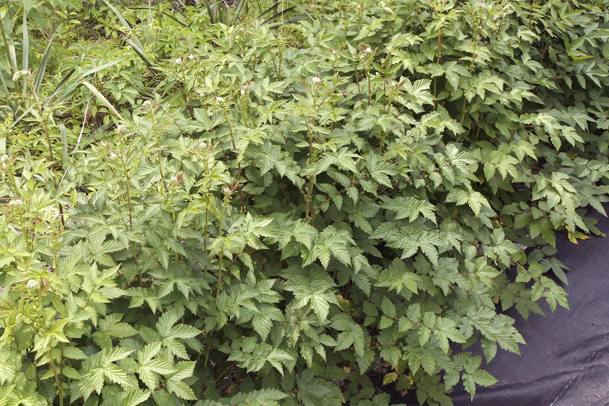 Meadowsweet Plants in our field young