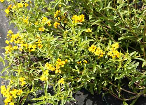 Mexican Tarragon Plant in our field