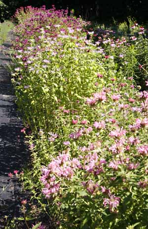 Bee Balm growing in our field