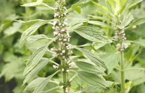 Motherwort Leonurus cardiaca