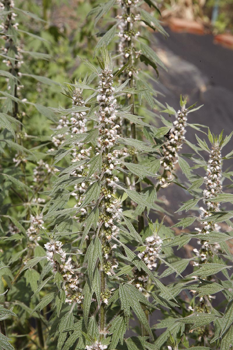 Motherwort Leonurus cardiaca