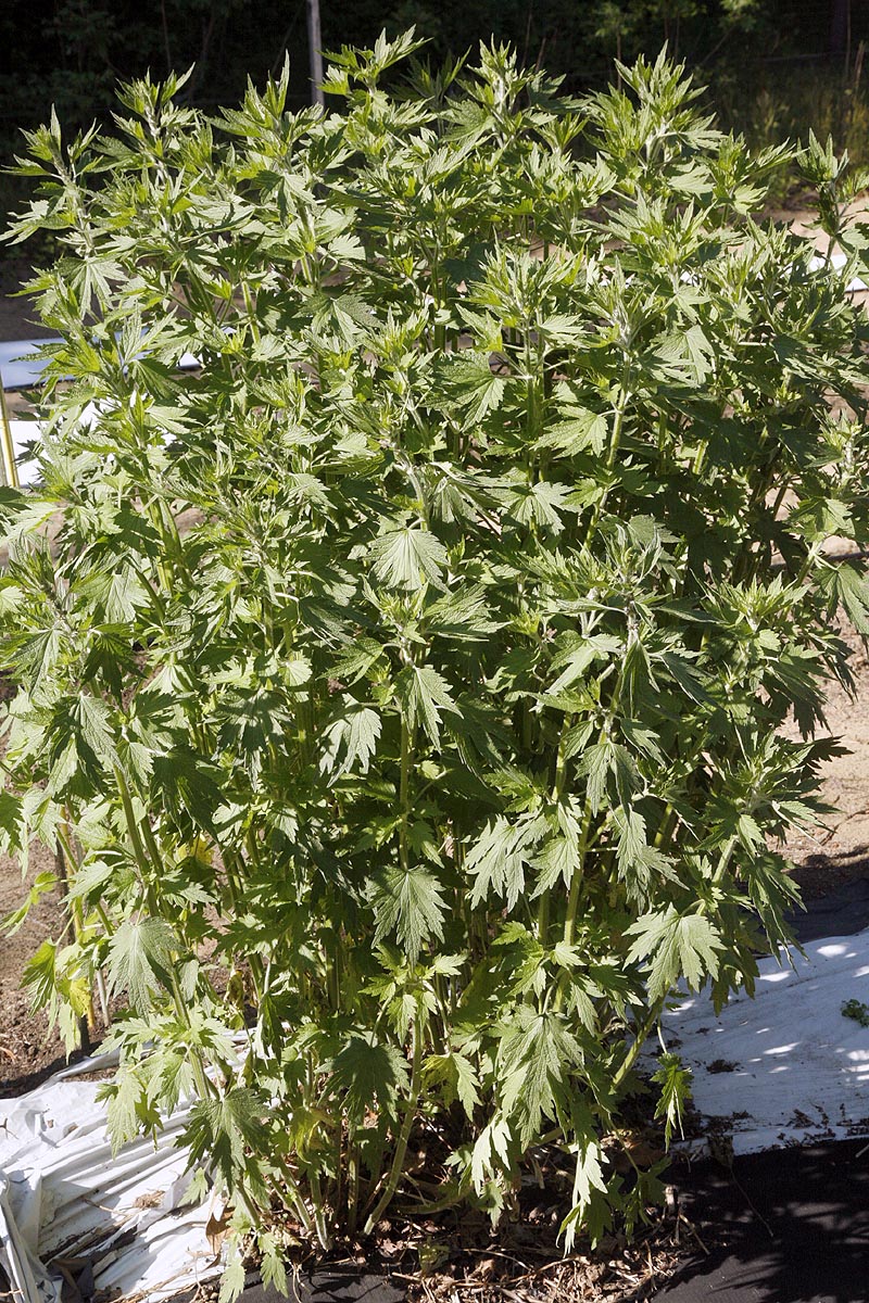 Motherwort plant our field