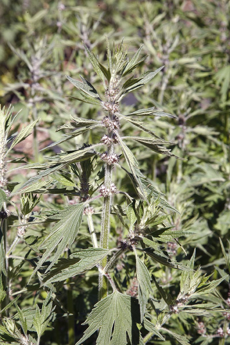 Motherwort young flower stalk