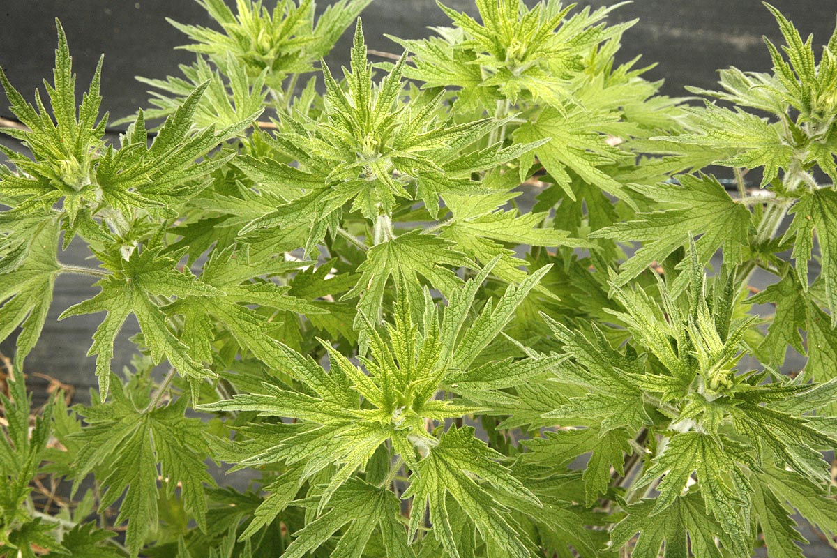 Motherwort young leaves