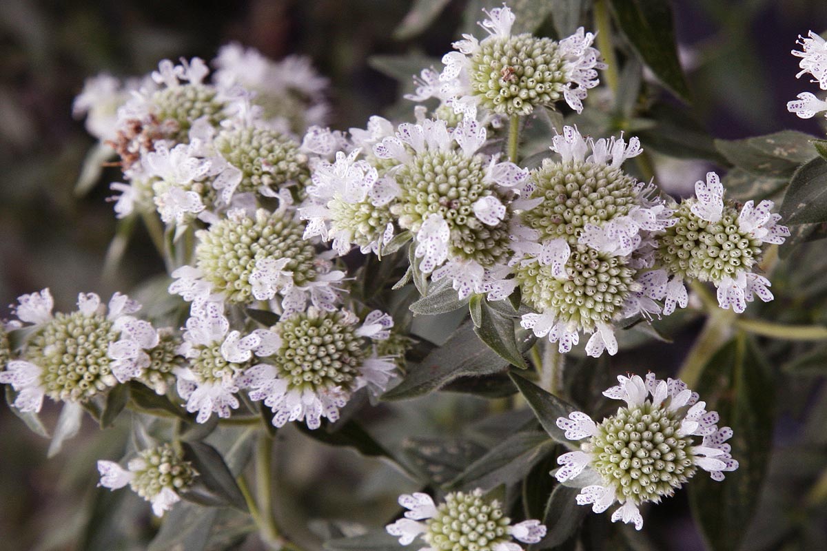 Mountain Mint Pycnanthemum pilosum