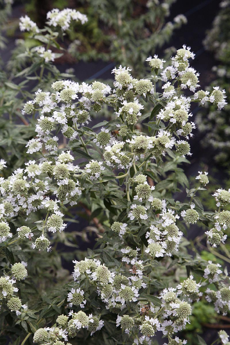 Mountain Mint flowering branch