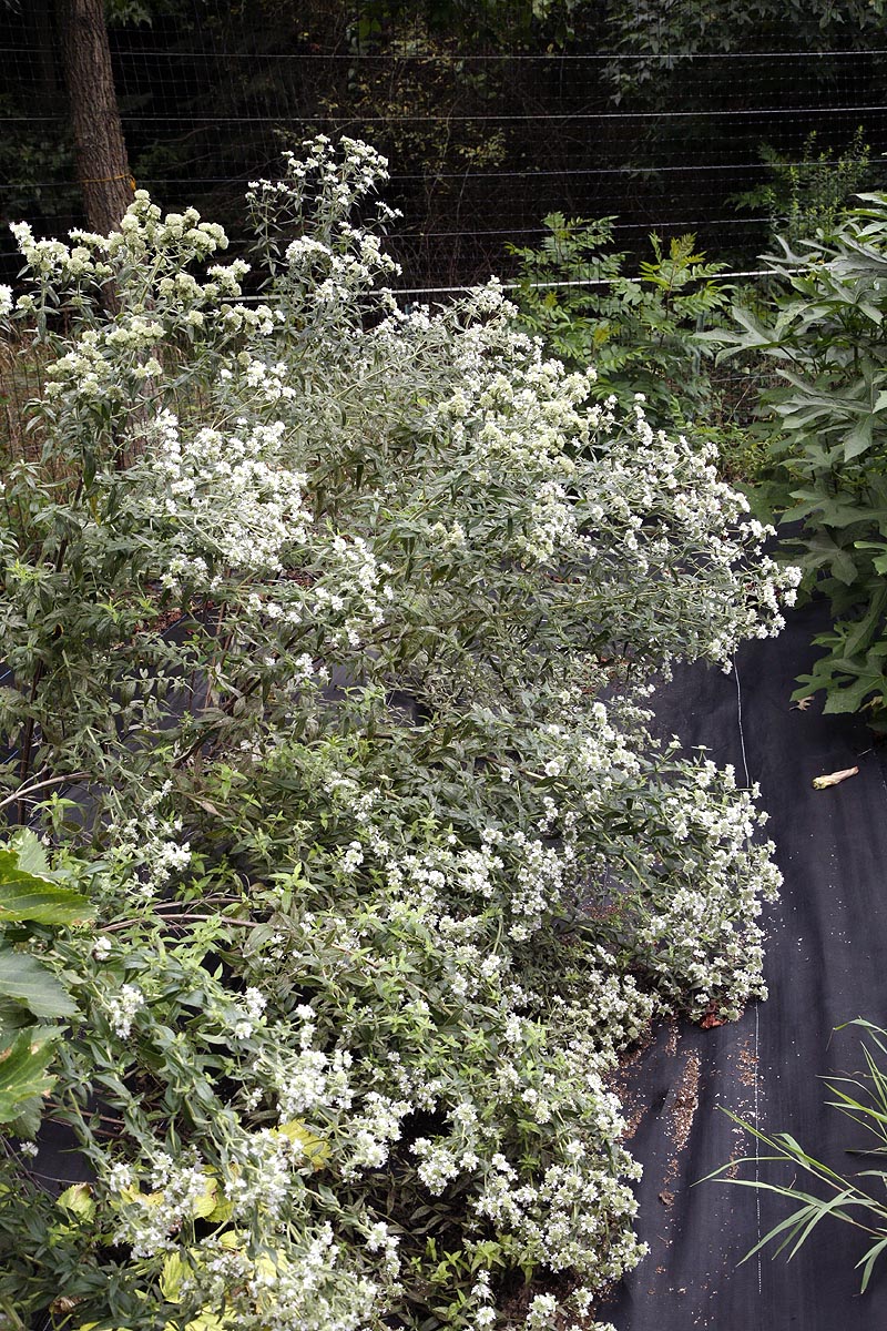 Mountain mint flowering in our field