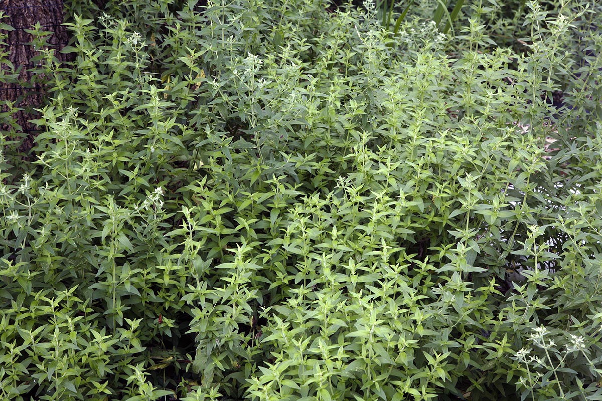 Pycnanthemum pilosum young leaves spring