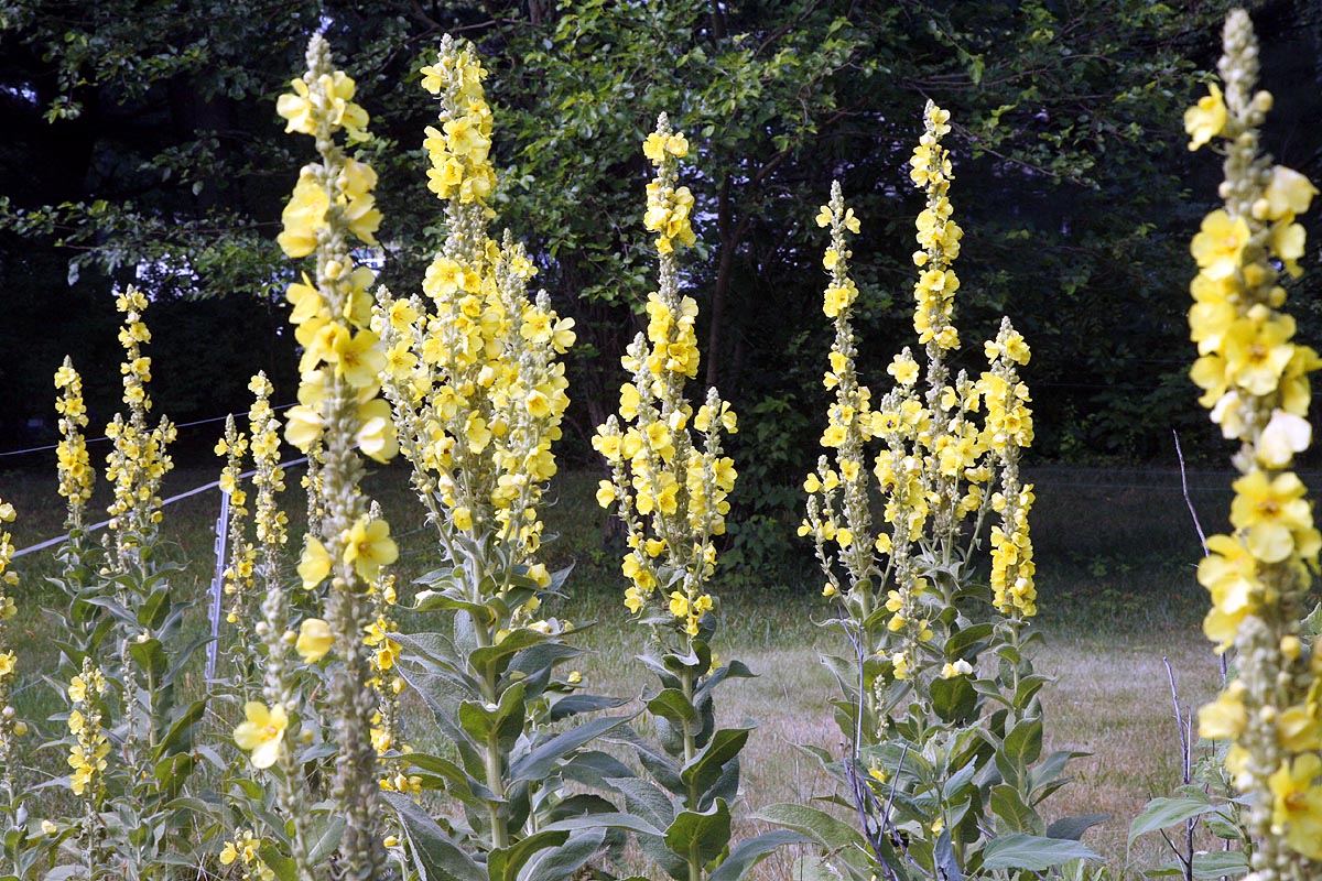 Mullein Verbascum thapsus organically grown flower seeds. Floral Encounters