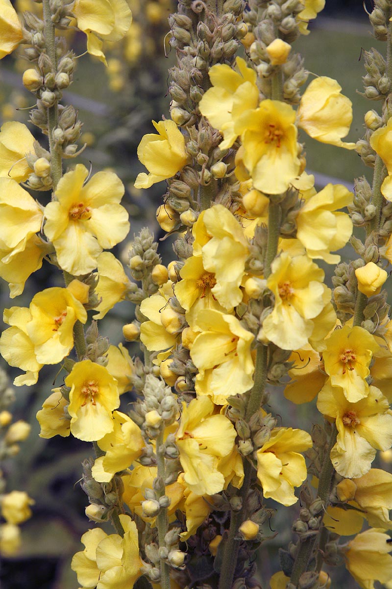 Mullein flowers close P Verbascum thapsu