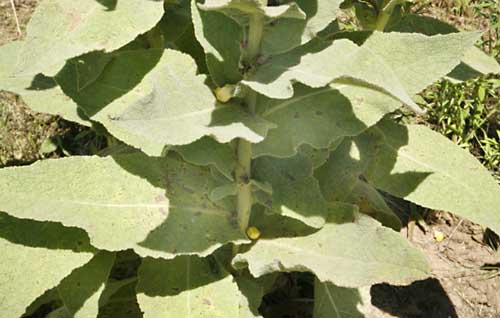 Mullein Verbascum thapsus