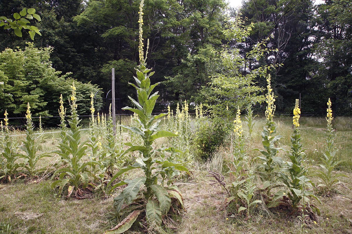 Mullein flowering plants upper field