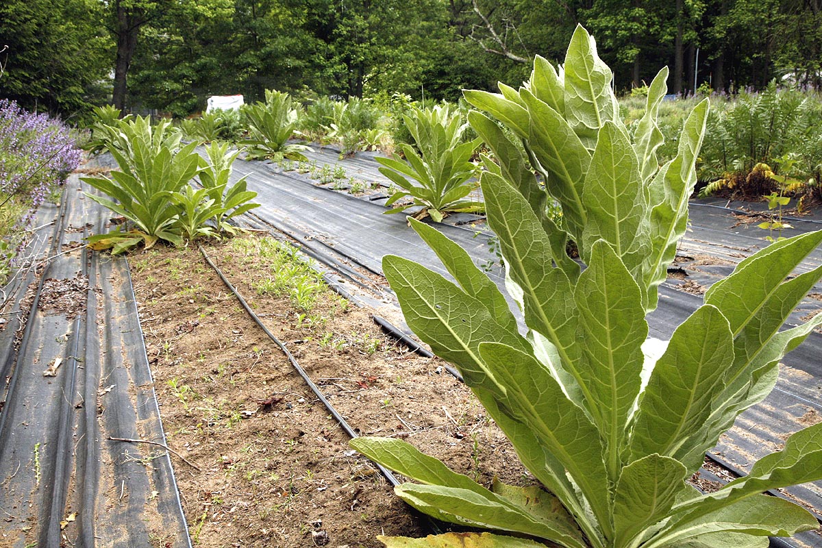 Young mullein plants in field leaves