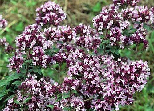 Wild oregano flowers