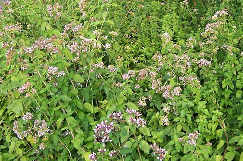 Oregano, Italian Origanum vulgare