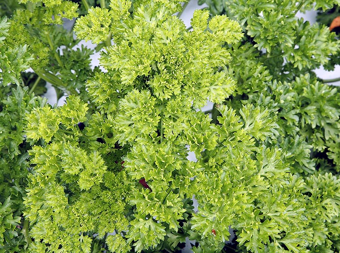 Parsley, Triple Curled Petroselinium crispum