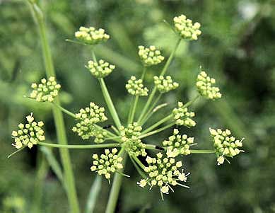 Parsley flower