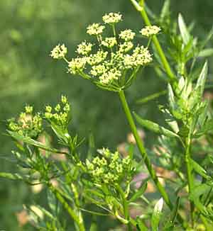 Italian Parsley flower