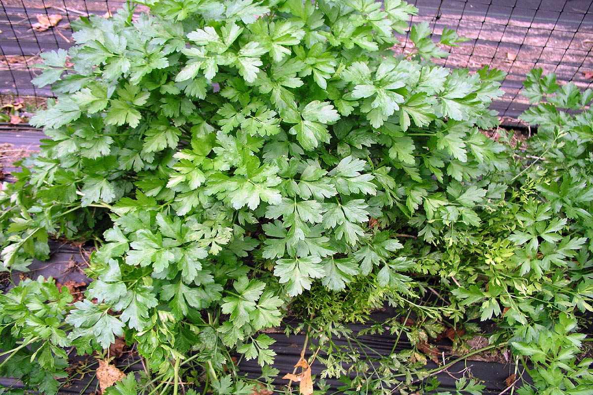Root Parsley plant busy leaves