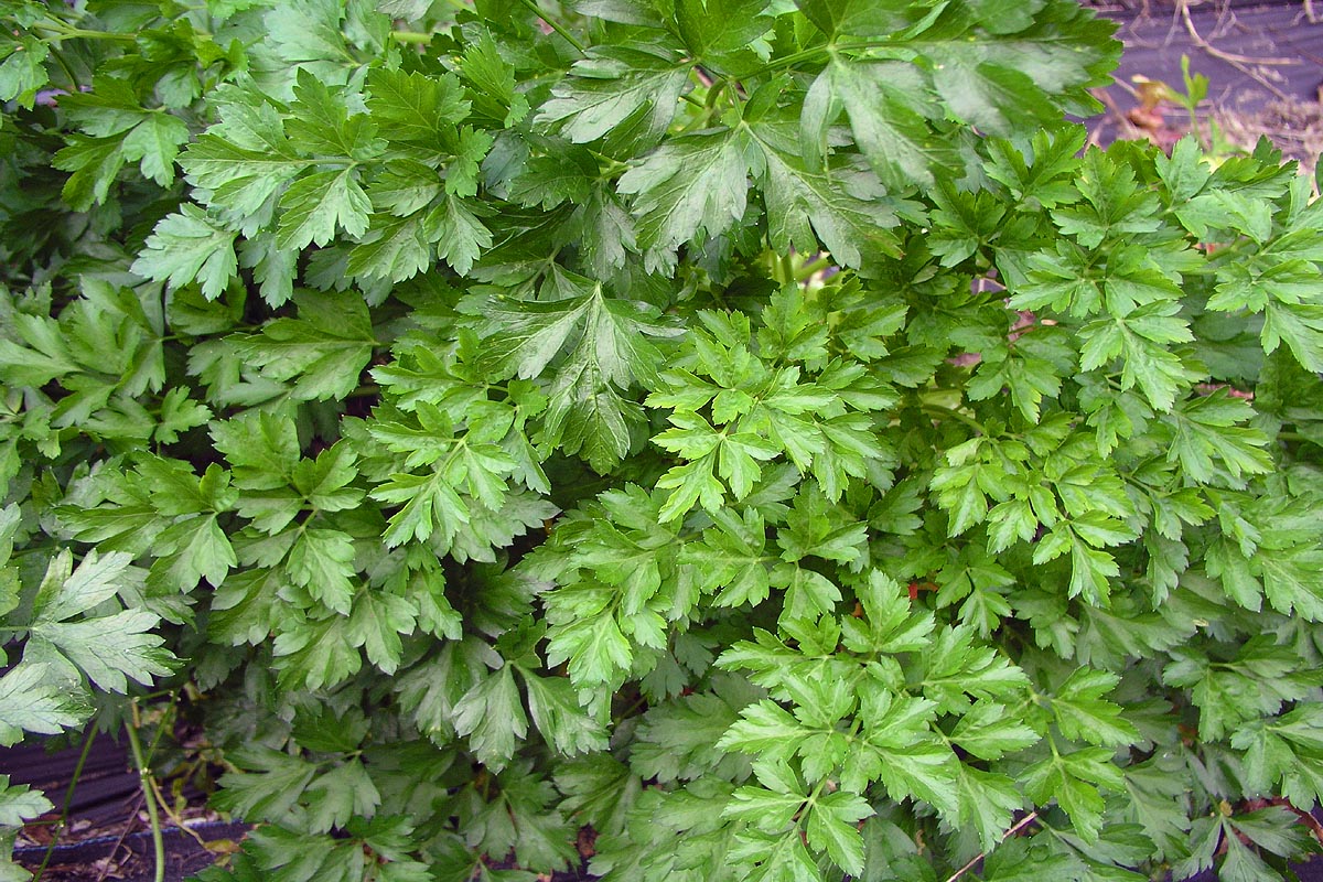 Root Parsley Petroselinum crispum